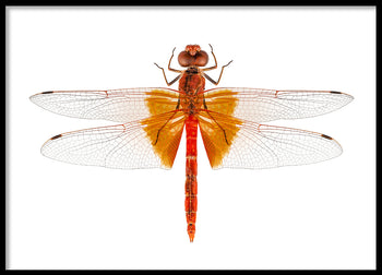 Poster - Dragonfly
