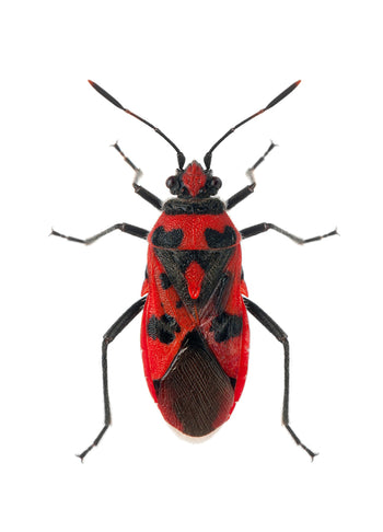 Poster - Insect