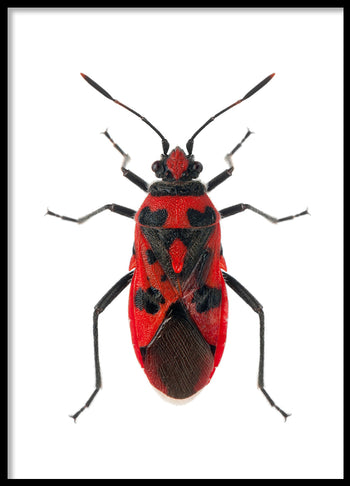 Poster - Insect