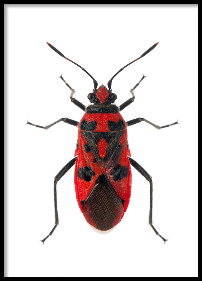 Poster - Insect