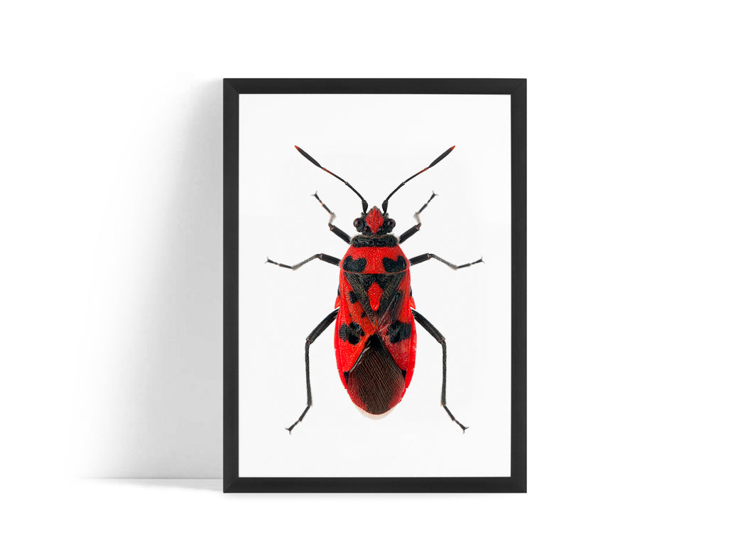 Poster - Insect