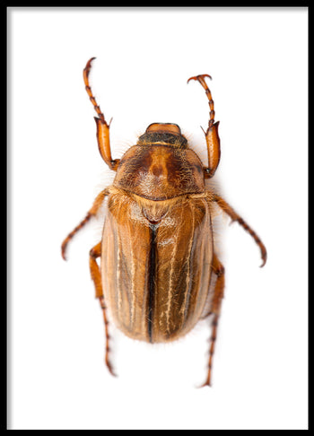 Poster - Beetle
