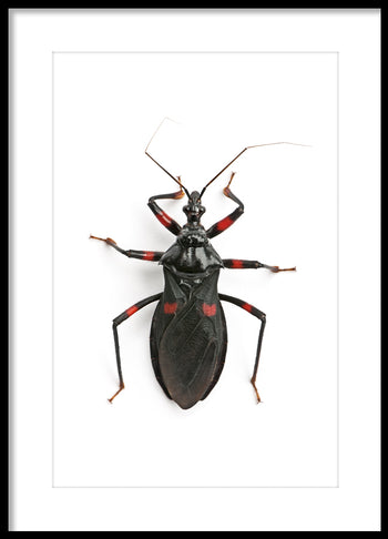Poster - Insect