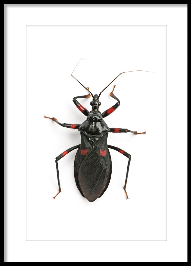 Poster - Insect