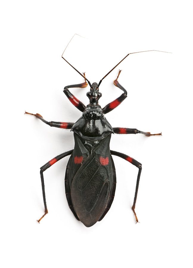 Poster - Insect