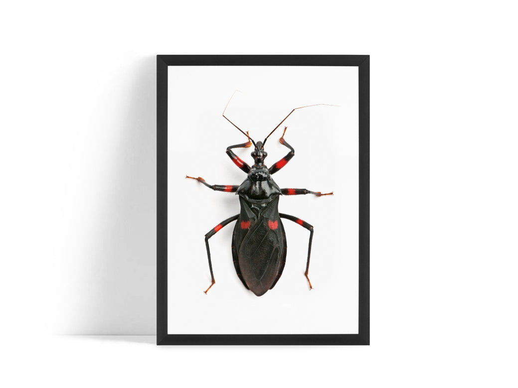 Poster - Insect