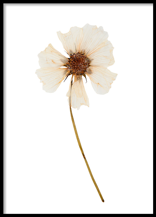 Poster - Dried flower