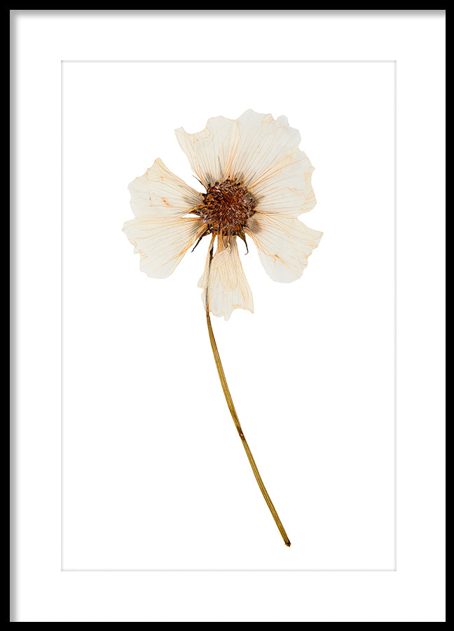 Poster - Dried flower