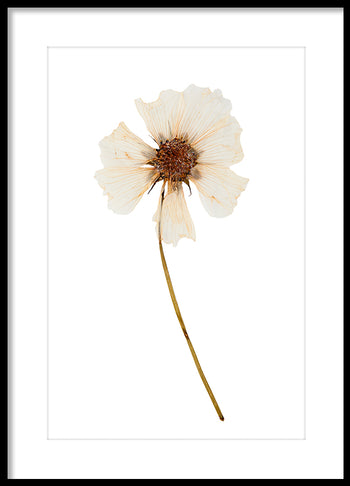Poster - Dried flower