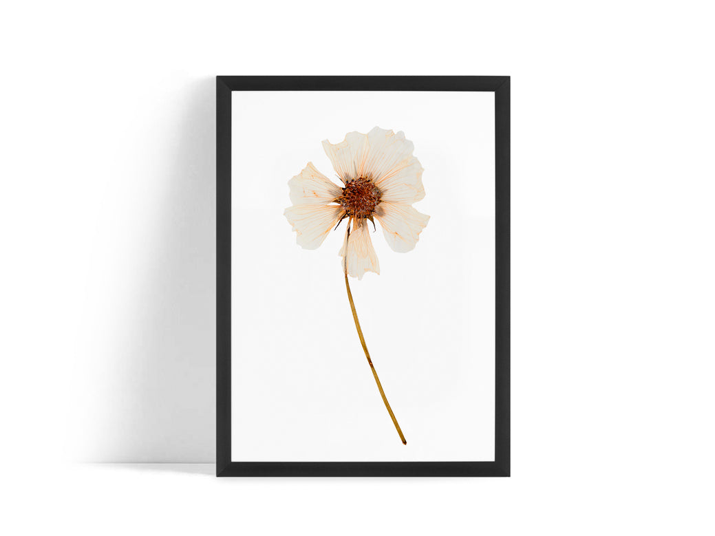 Poster - Dried flower