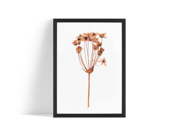Poster - Dried flower