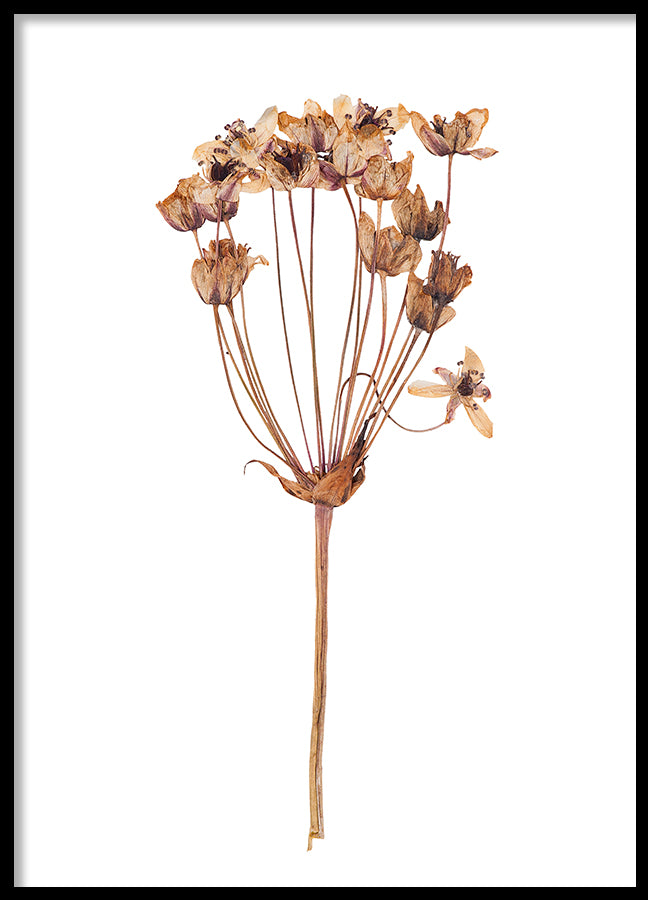 Poster - Dried flower