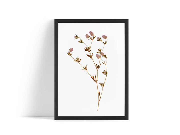 Poster - Dried flower