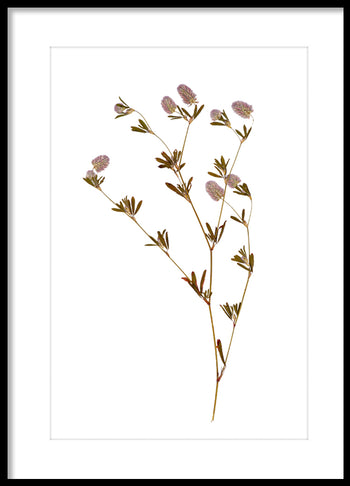 Poster - Dried flower