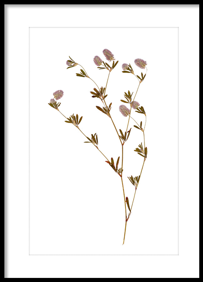 Poster - Dried flower