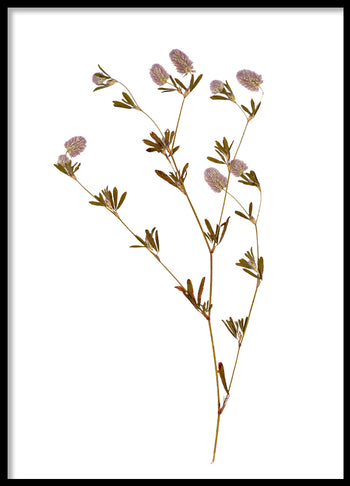 Poster - Dried flower