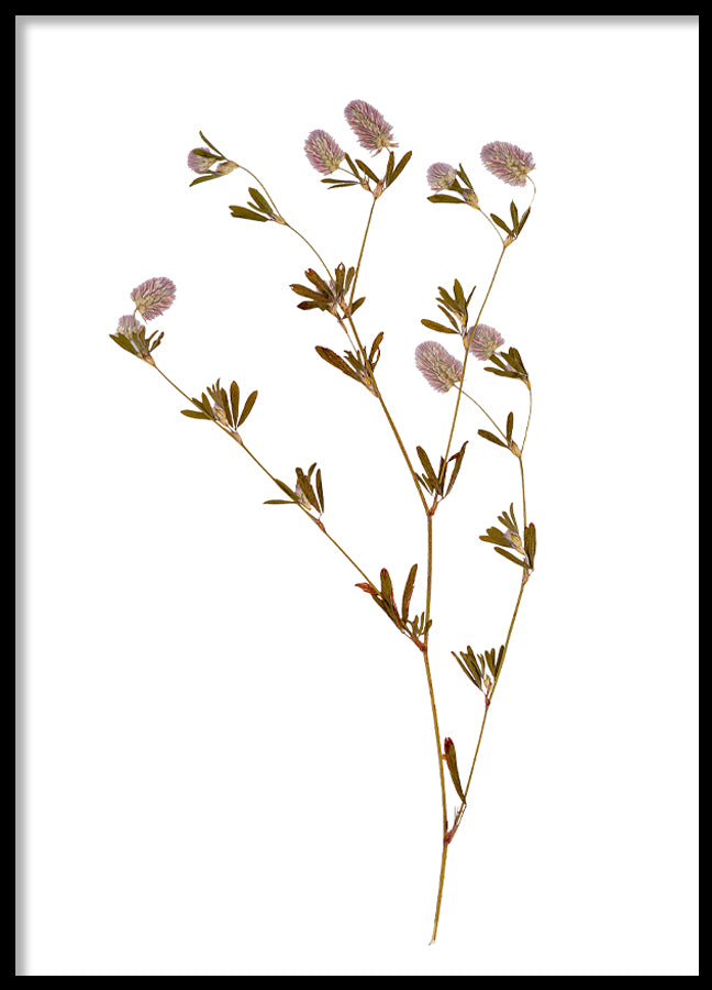 Poster - Dried flower