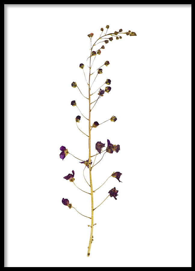 Poster - Dried flower