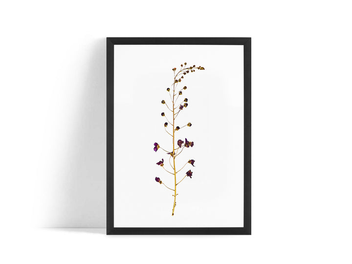 Poster - Dried flower