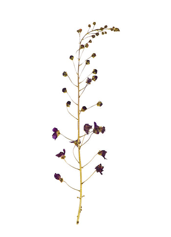 Poster - Dried flower