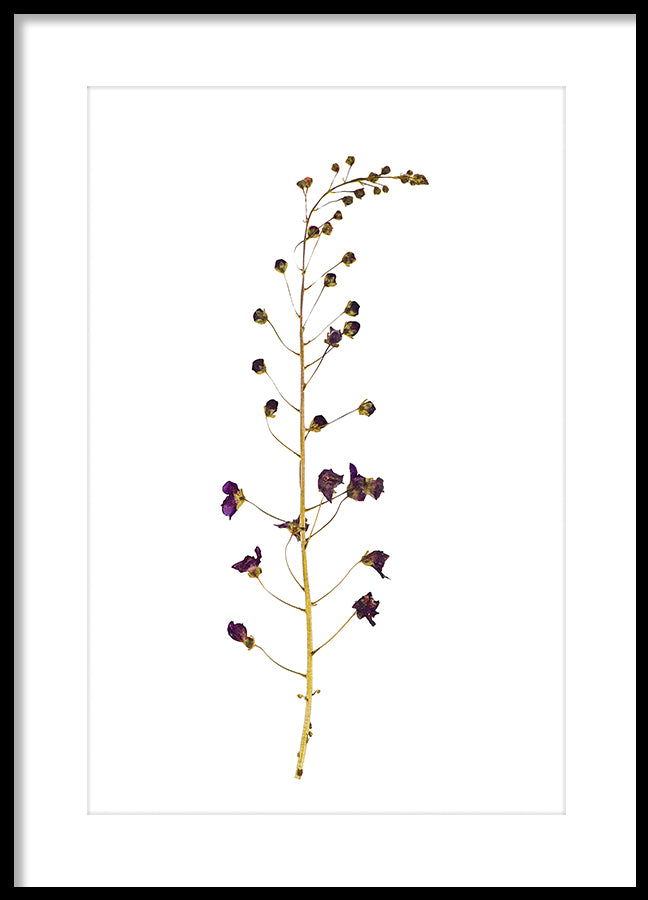 Poster - Dried flower