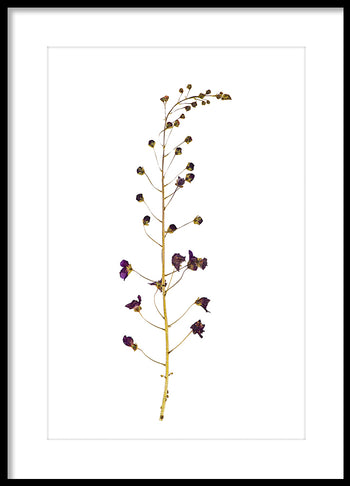 Poster - Dried flower