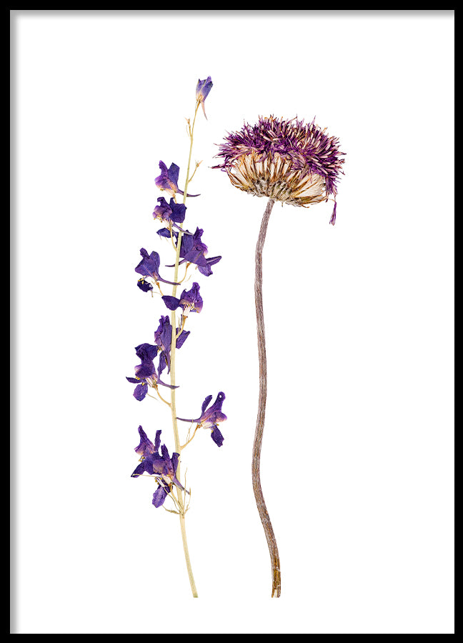 Poster - Dried flower