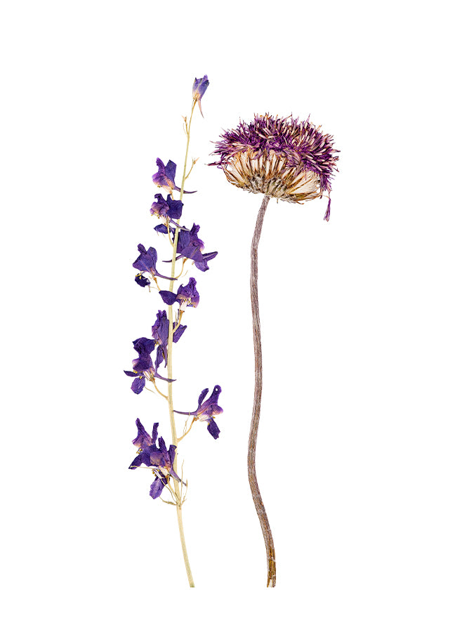 Poster - Dried flower