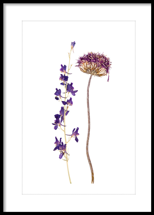 Poster - Dried flower