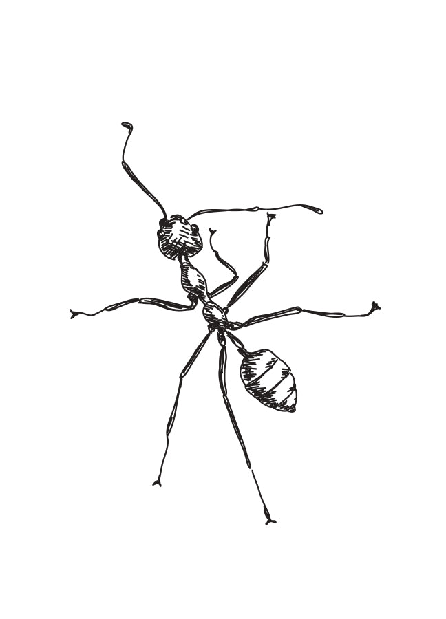 Poster - Ant