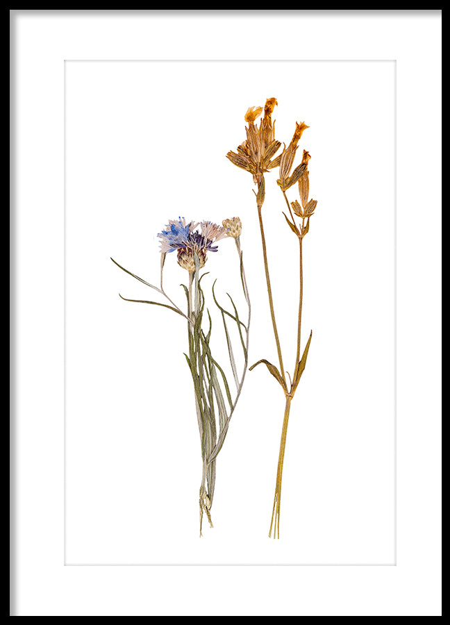 Poster - Dried flowers