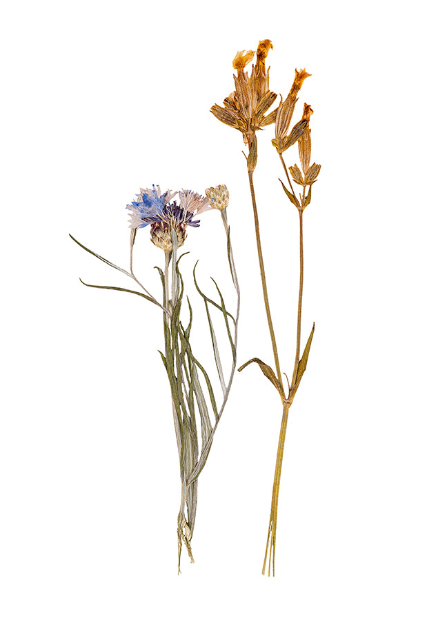 Poster - Dried flowers