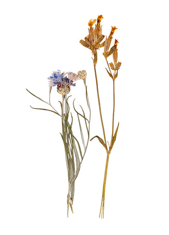 Poster - Dried flowers