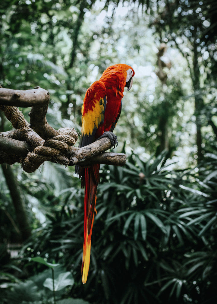 Canvastavla - Parrot