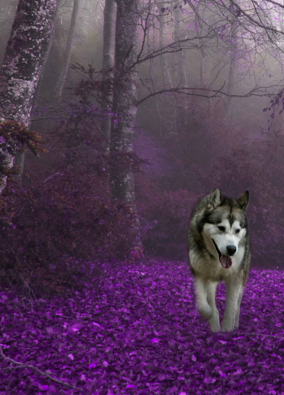 Canvastavla - Purple forest