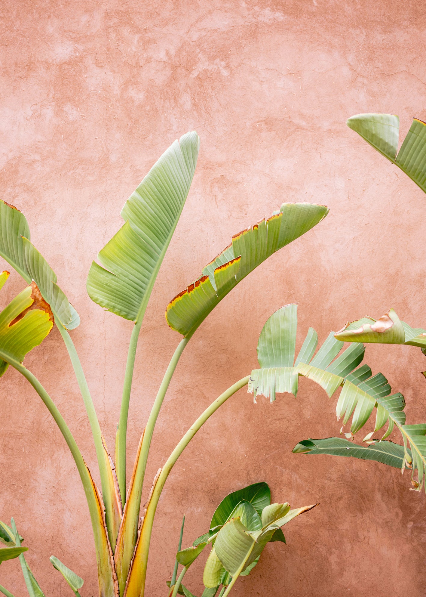 Canvastavla - Tropical Leaves