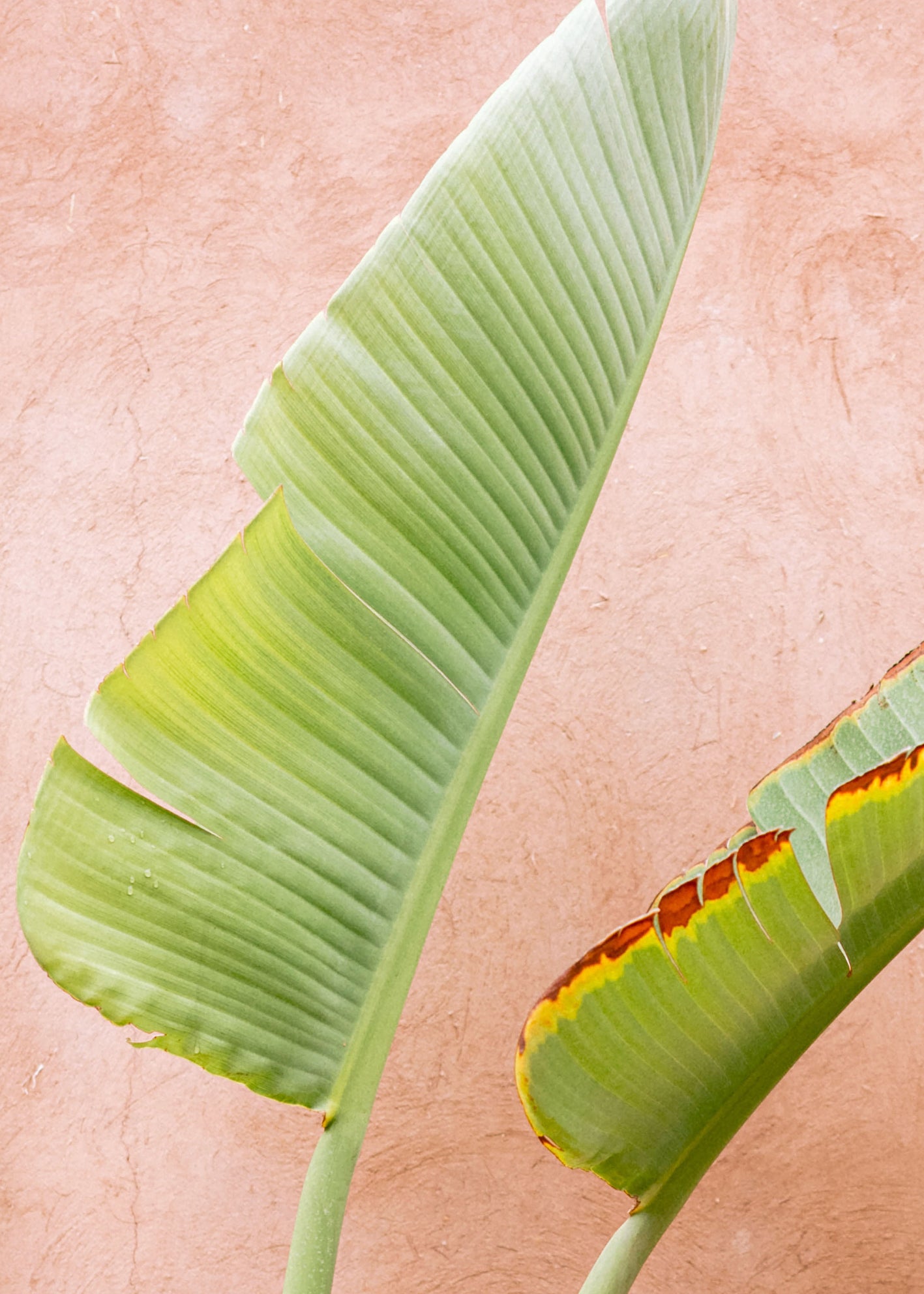 Canvastavla - Tropical Leaves
