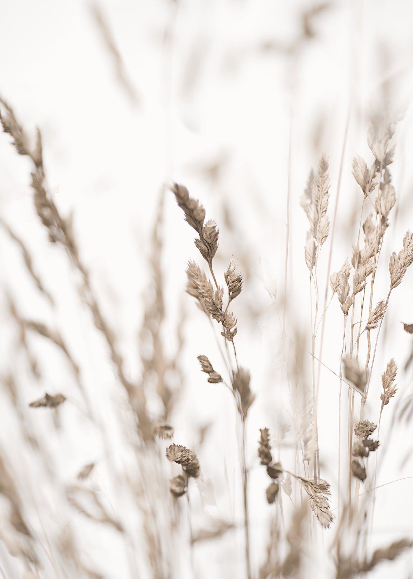 Canvastavla - Wild Grass in Winter