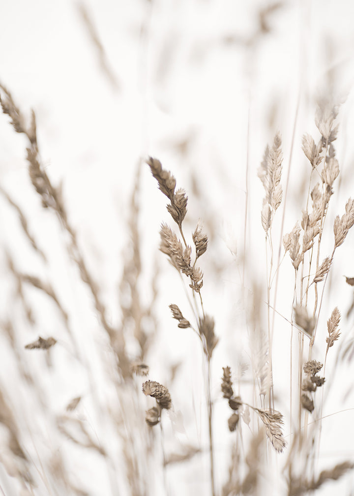 Canvastavla - Wild Grass in Winter