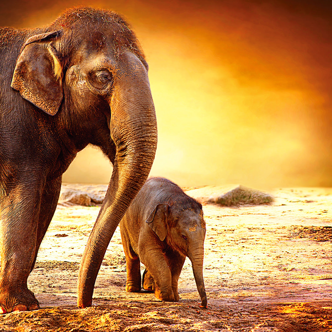 Canvastavla - Elephants
