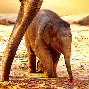 Canvastavla - Elephants