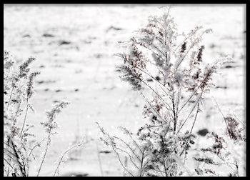 Poster - Snow Garden
