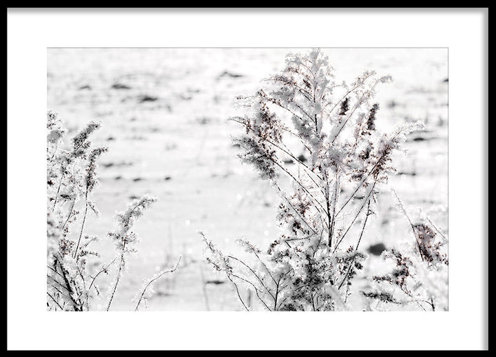 Poster - Snow Garden
