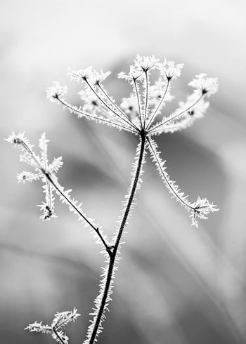 Canvastavla - Hoarfrost