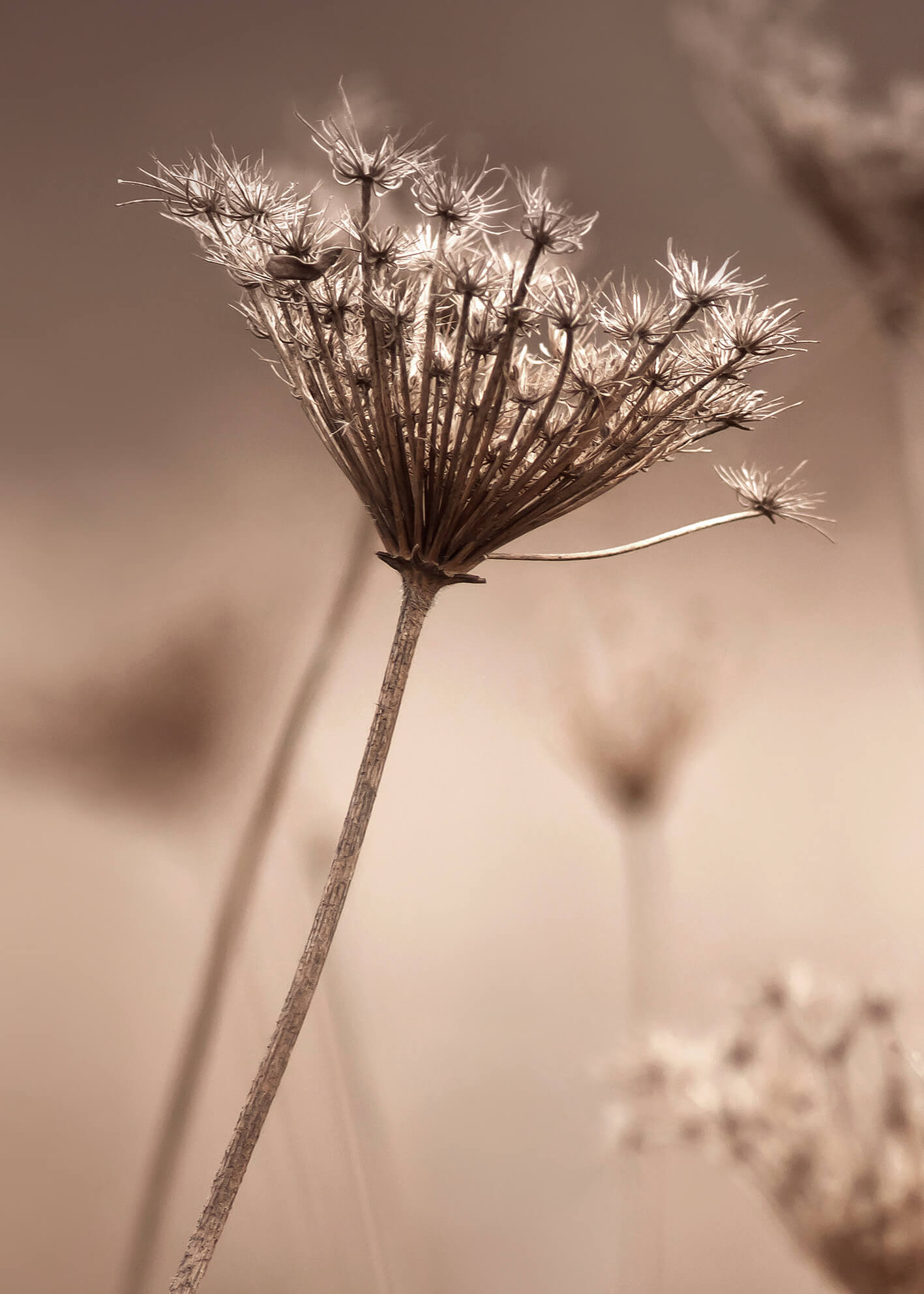 Canvastavla - Boho flower