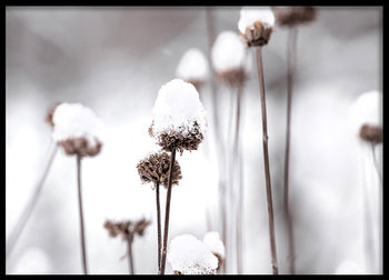 Poster - Dandelions and Snow