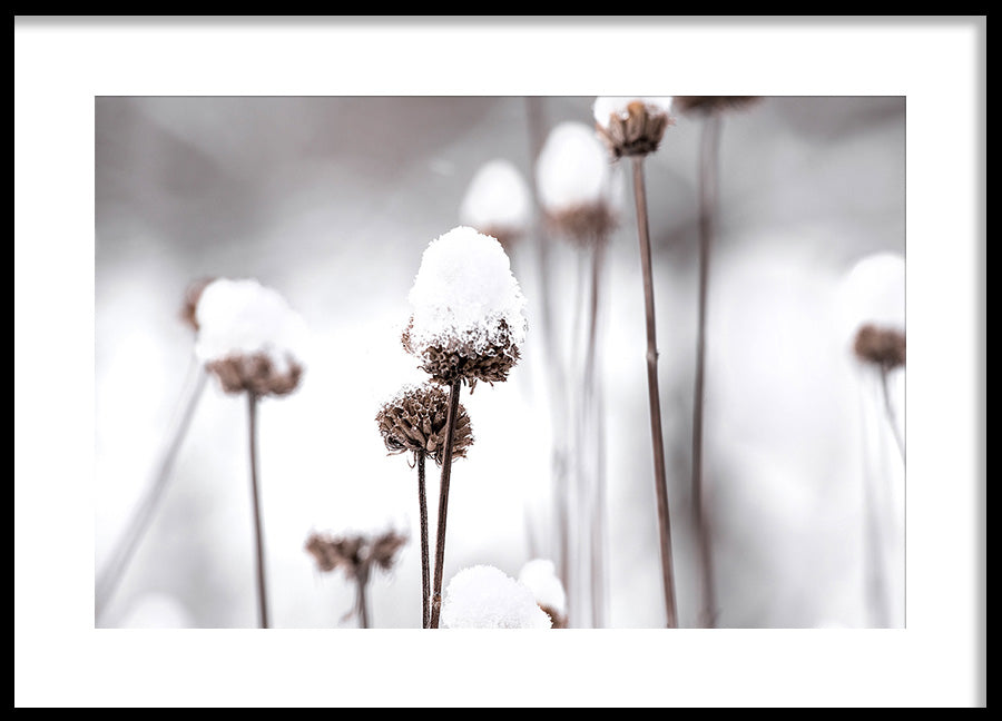 Poster - Dandelions and Snow