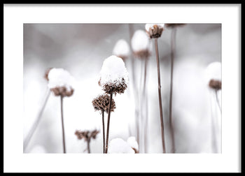 Poster - Dandelions and Snow