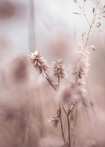 Canvastavla -  Dried Elegance