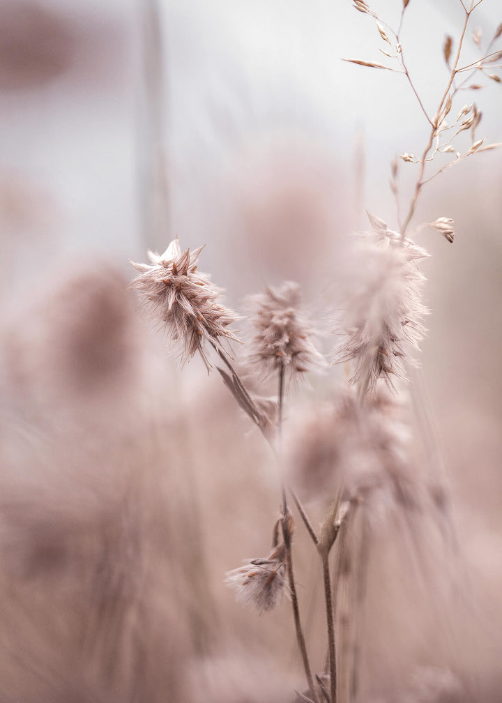 Canvastavla -  Dried Elegance